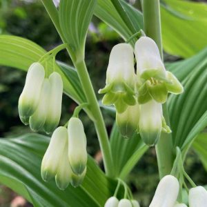 solomons-seal-flowers