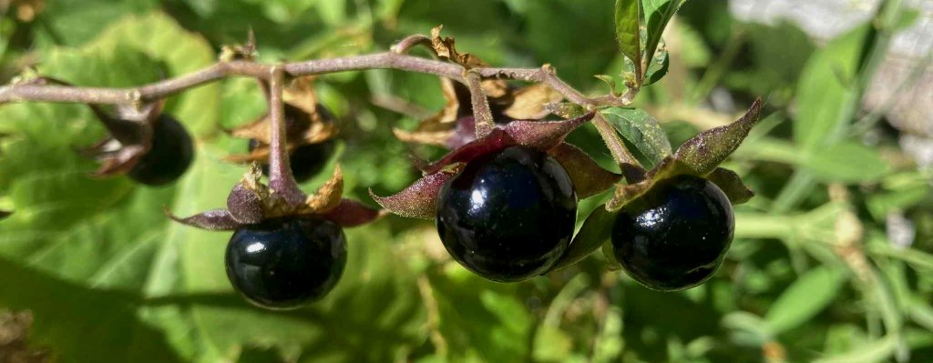 atropa-belladonna