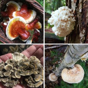 Intro to Medicinal Mushrooms