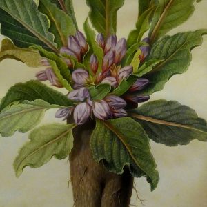 Medicinal Nightshades: Poison As Medicine