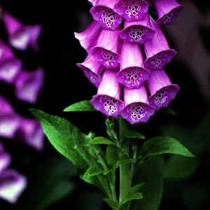 Growing a Poison Garden
