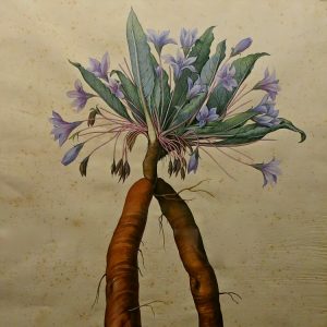 Demystifying Mandrake