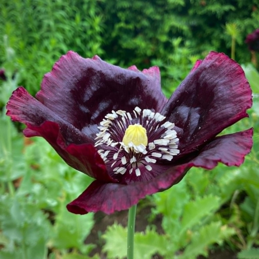 black-poppy-flower