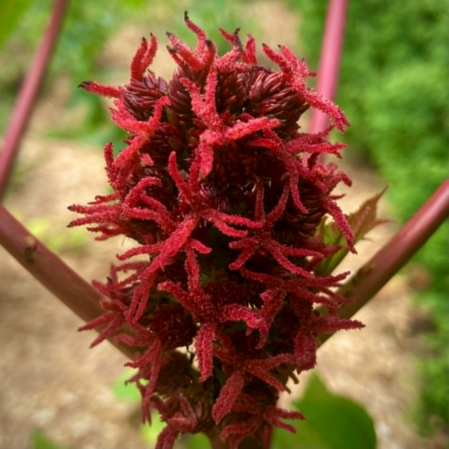 castor-bean-flowers