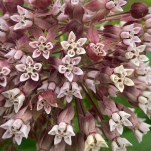 milkweed-flowers
