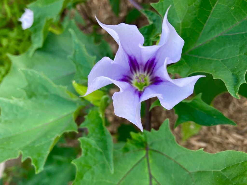 datura-stramonium
