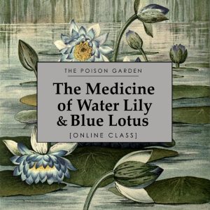 The Medicine of Water Lily & Blue Lotus
